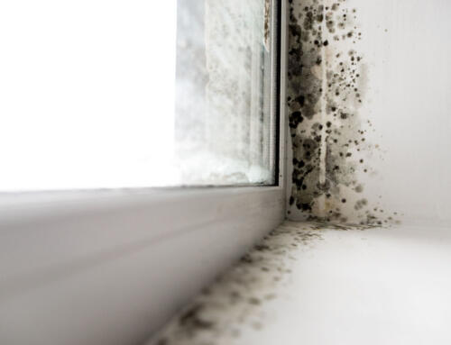 How Renters Should Handle Black Mold in Their Apartments